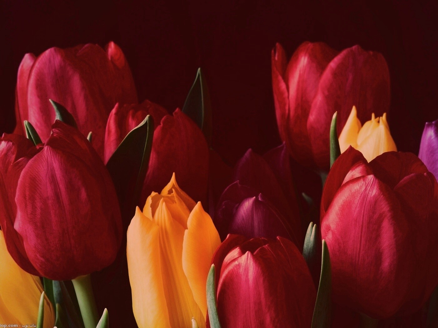 Тюльпаны обои