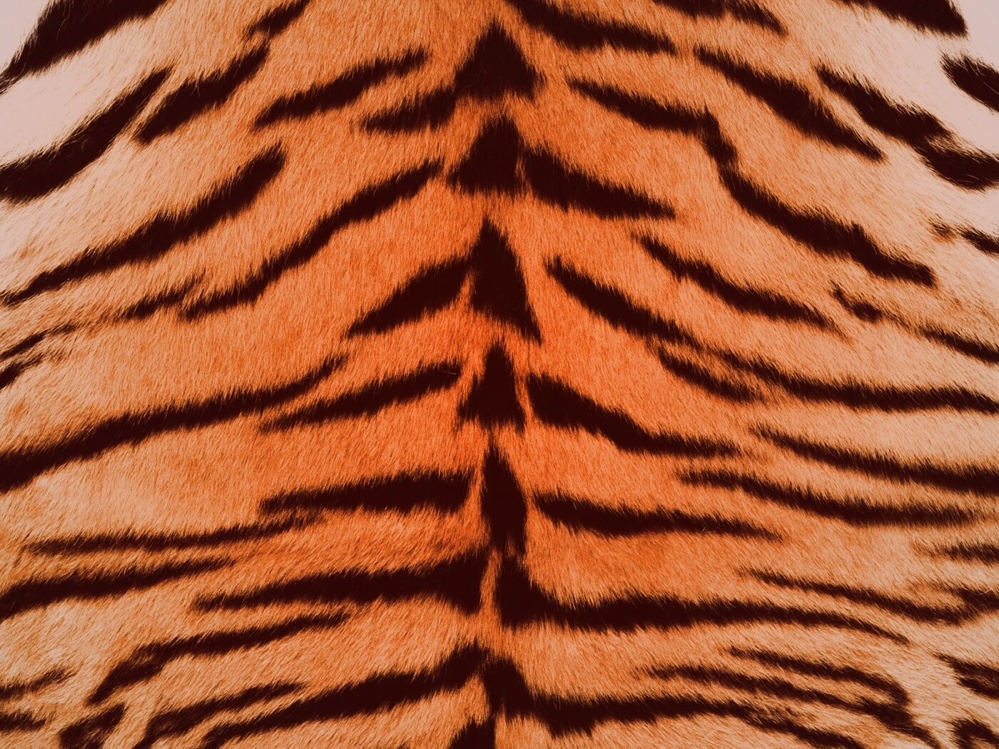 Тигриная шкура обои