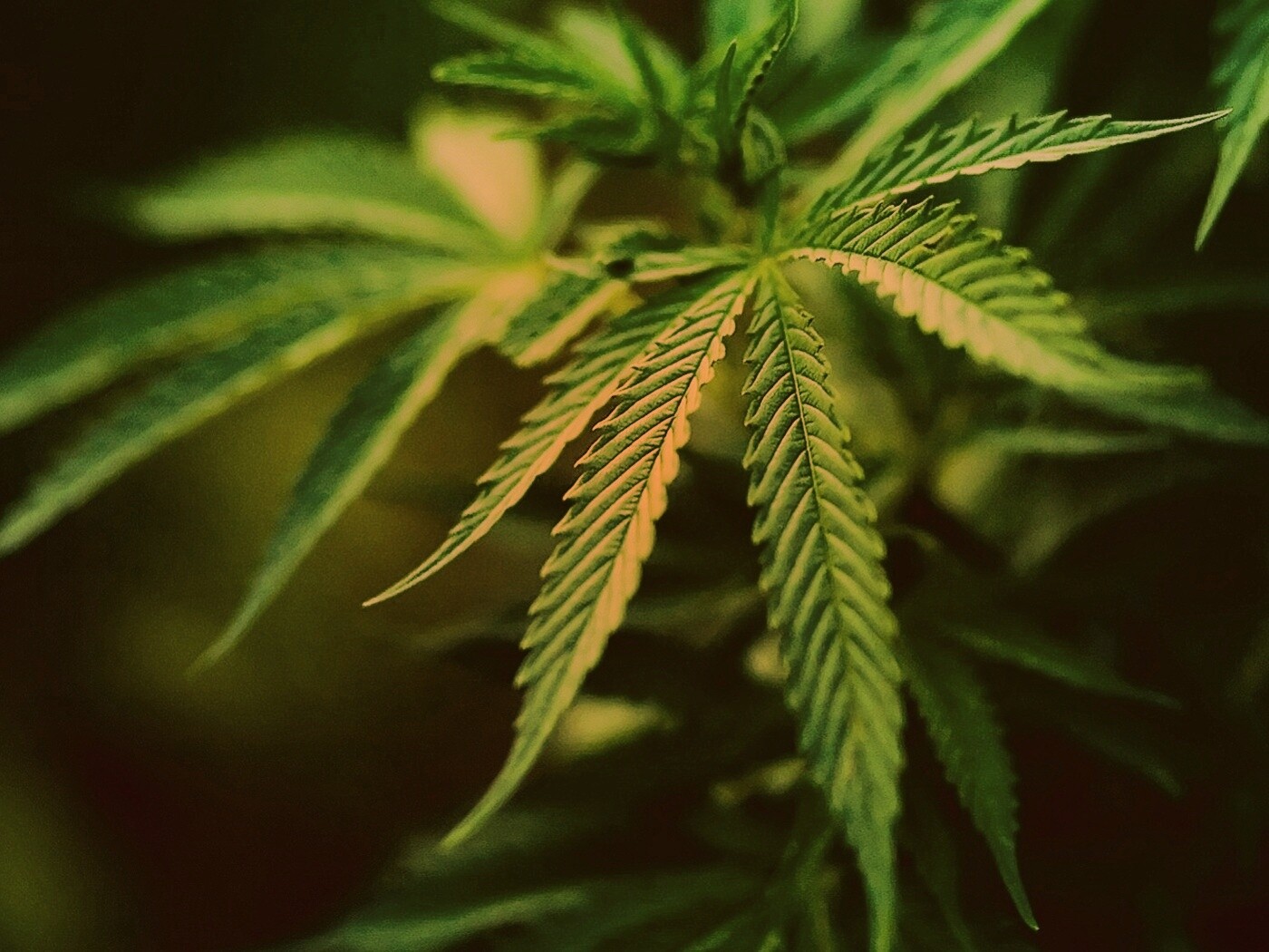 Марихуана обои