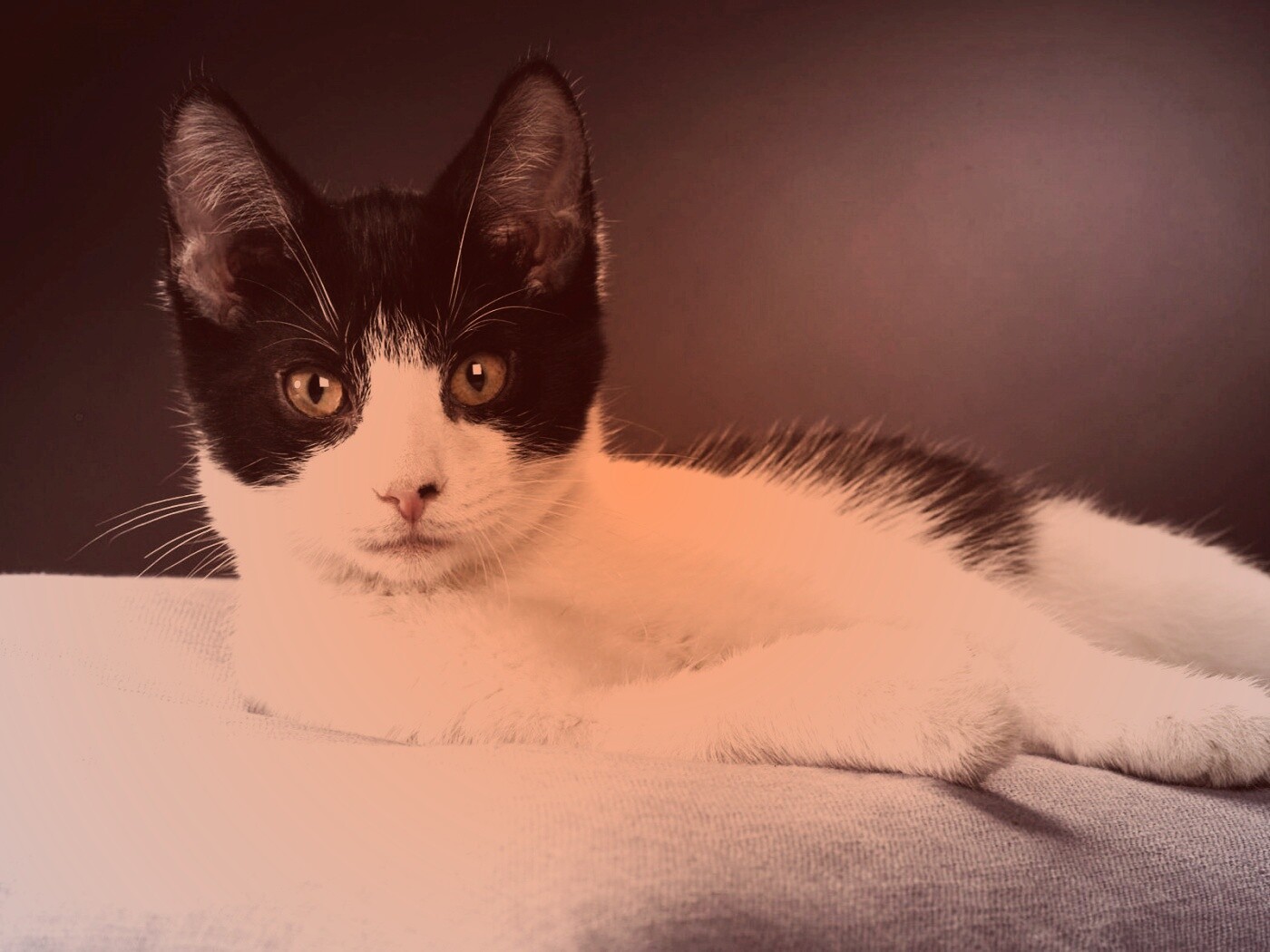 Кот на подушке обои