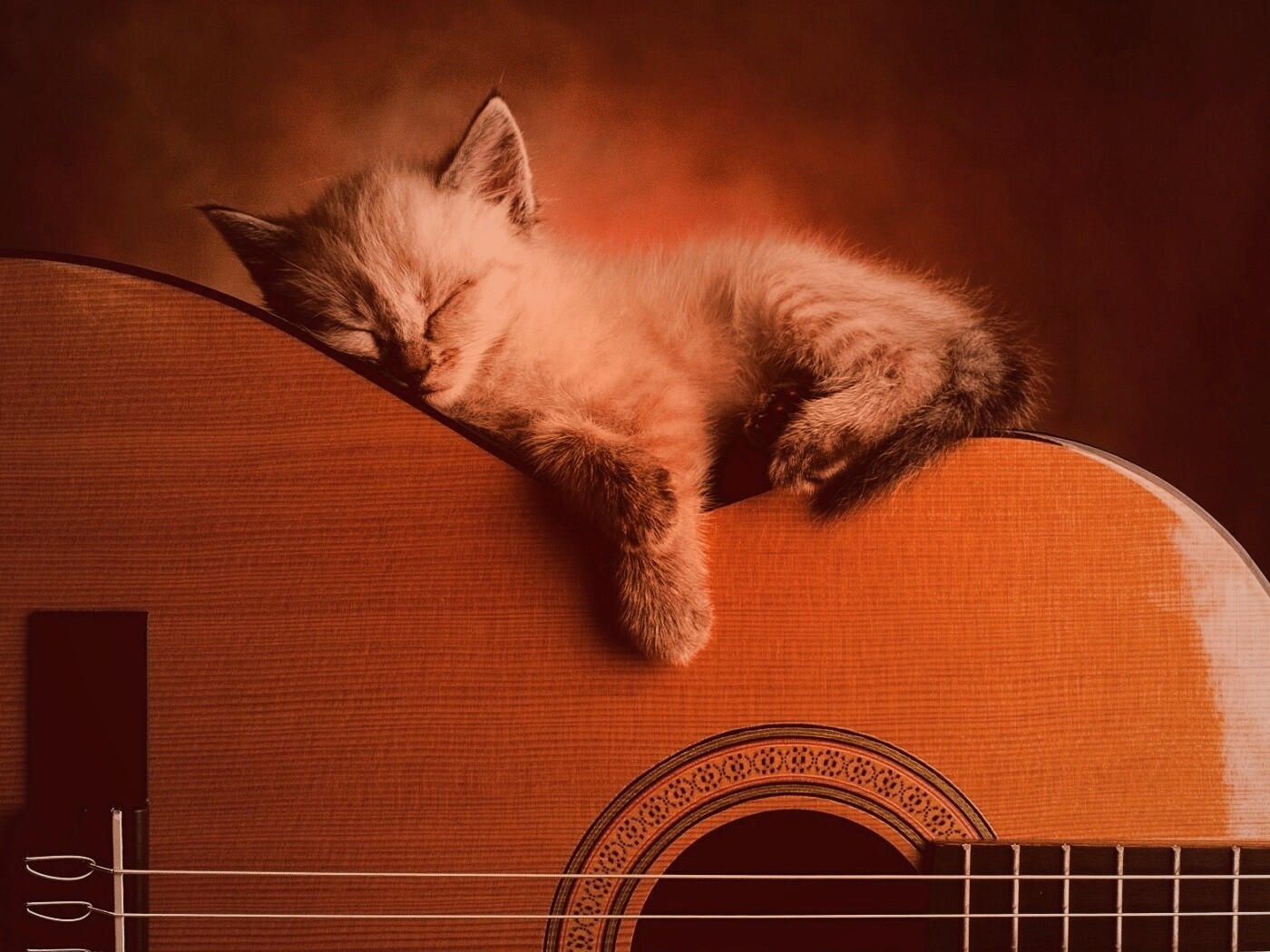 Котенок на гитаре обои