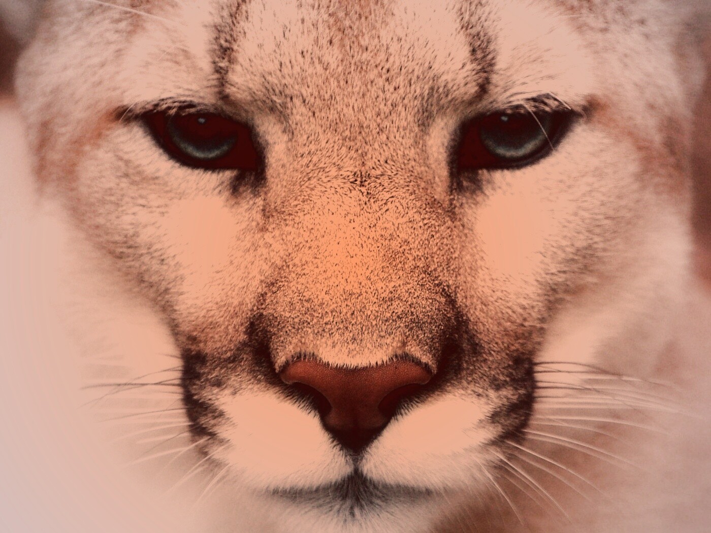 Взгляд большой кошки обои