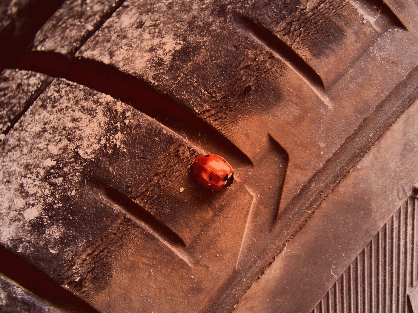 Божья коровка на автомобильной покрышке обои