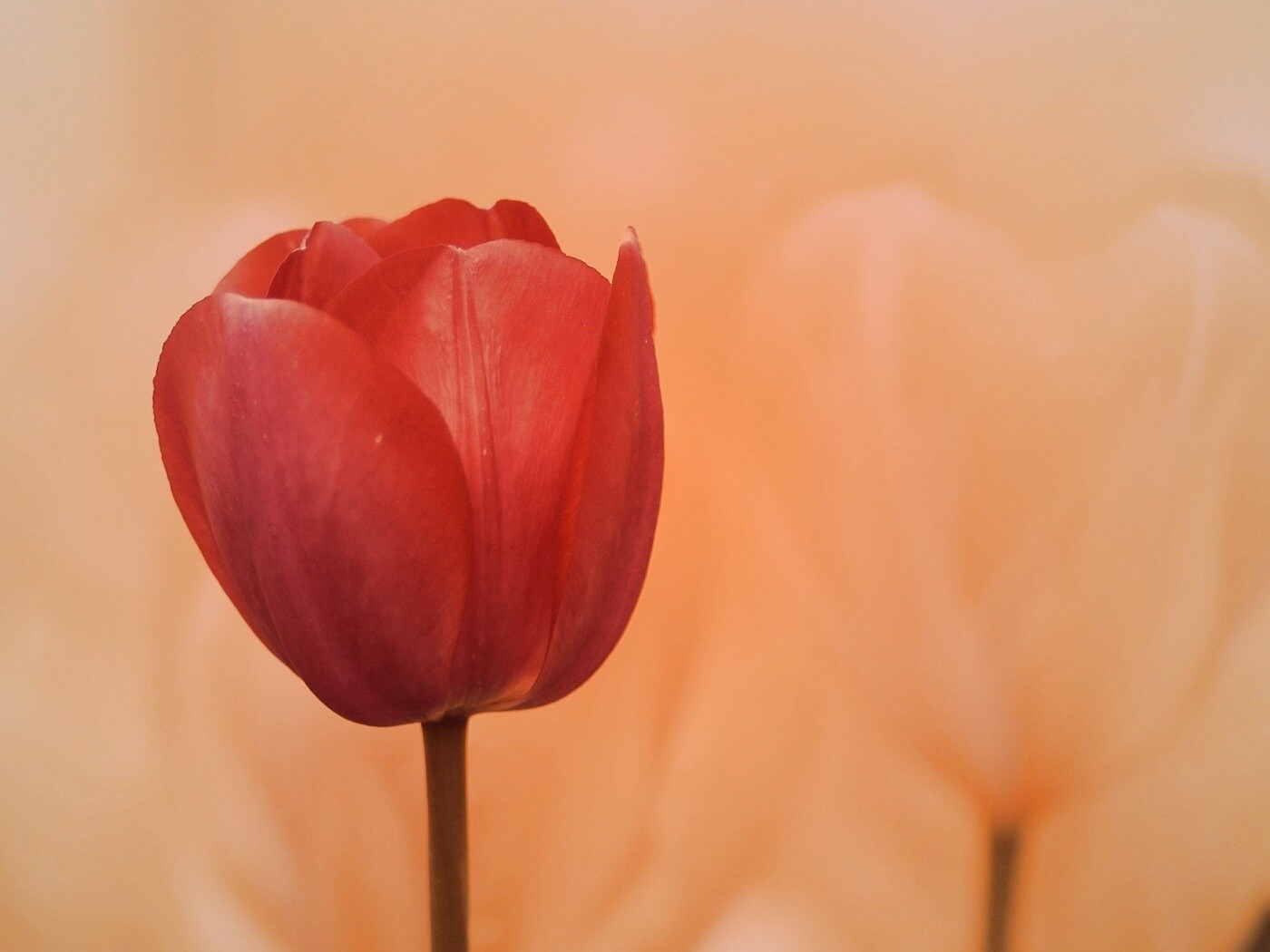 Красный тюльпан обои