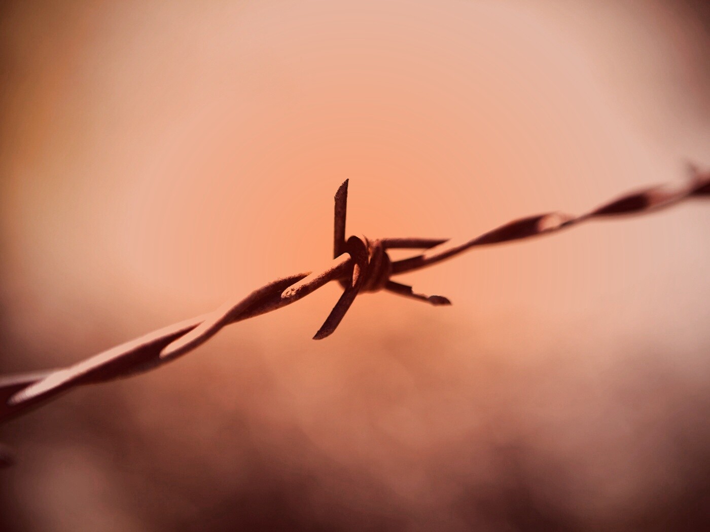 Фото колючей проволоки обои