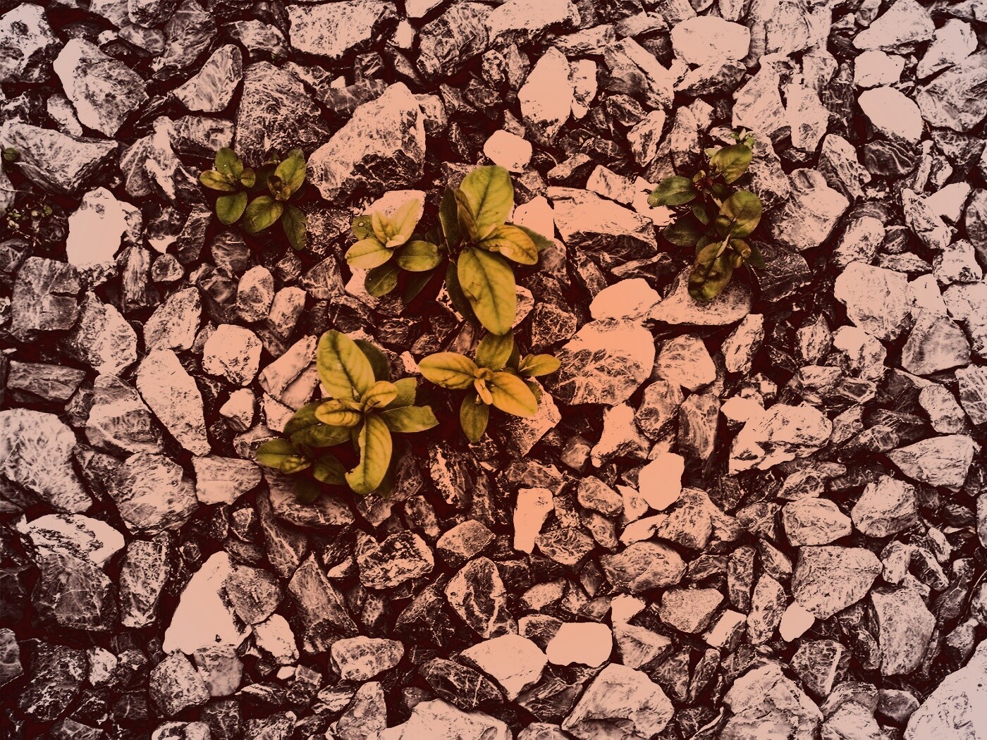 Цветы среди камней обои