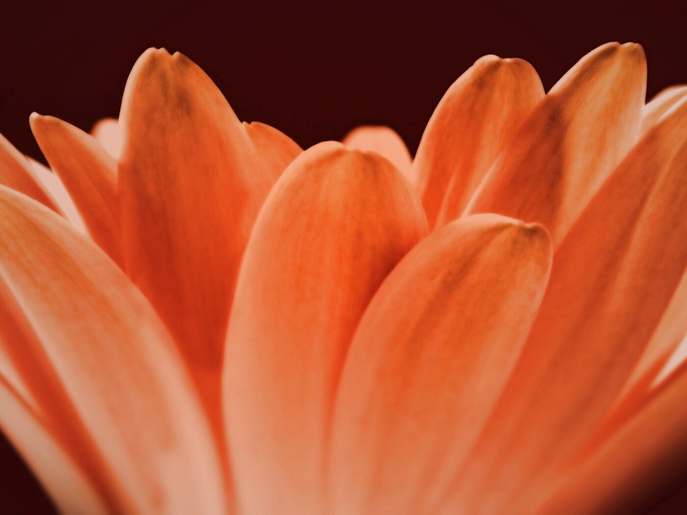 Цветочные лепестки обои