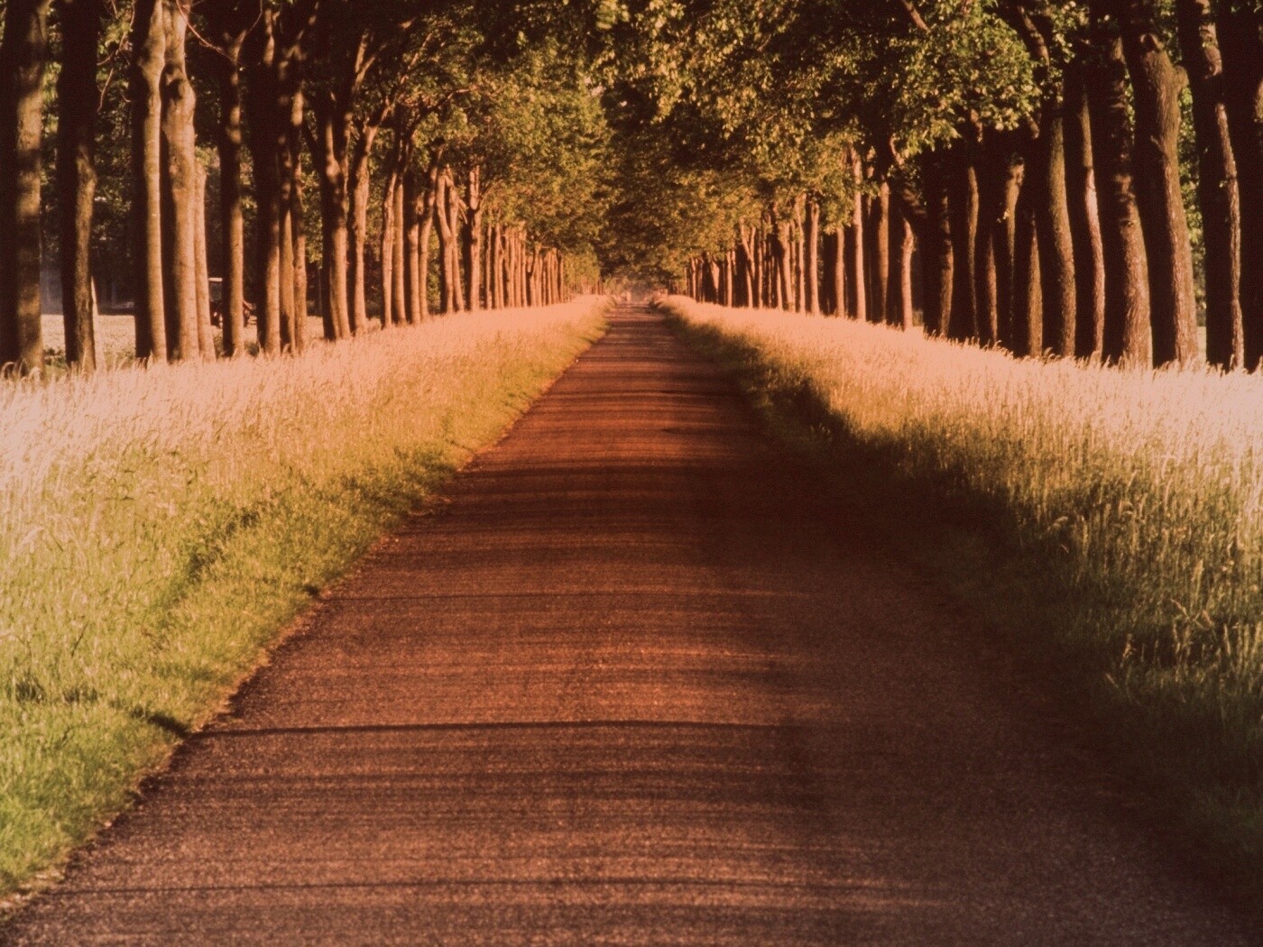 Живописная аллея обои