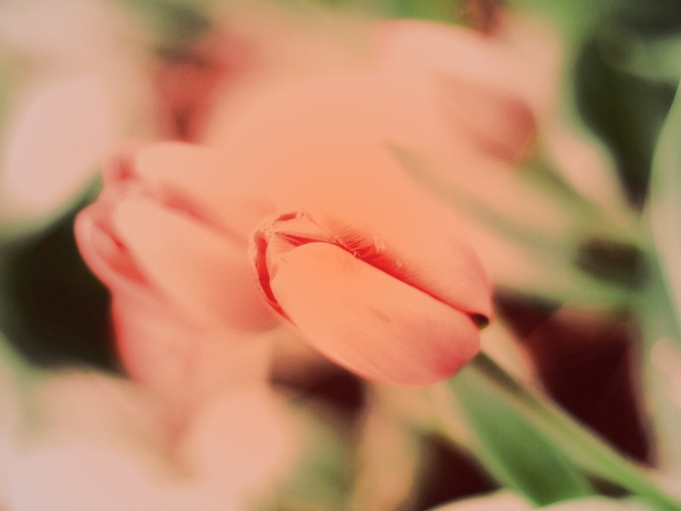 Красивый тюльпан обои