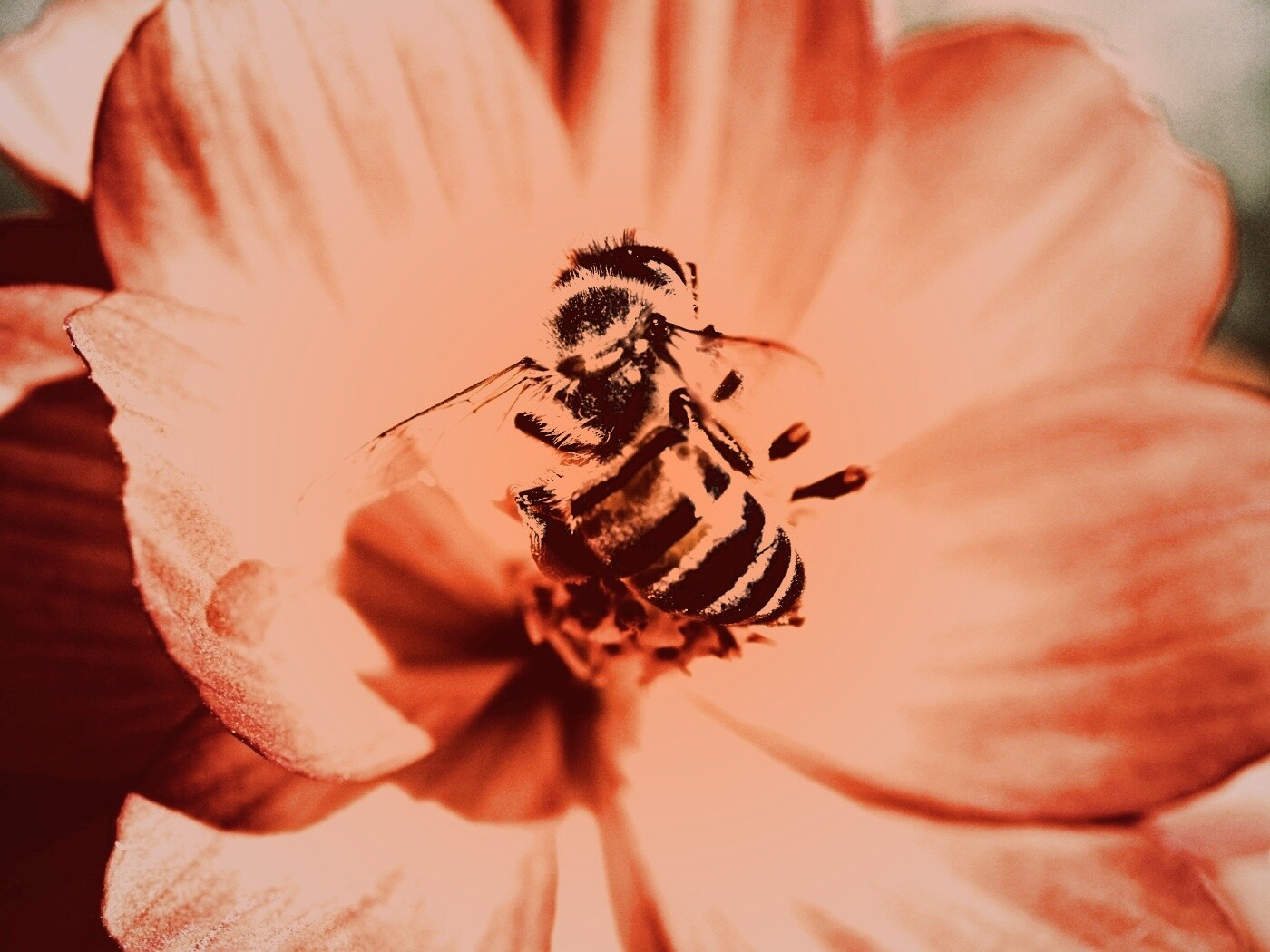 Пчела на цветке обои