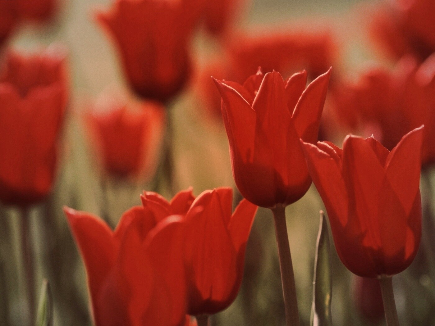 Красные цветы обои