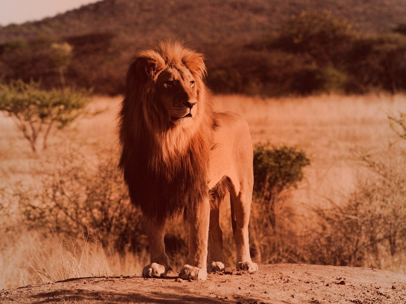 Царь зверей обои