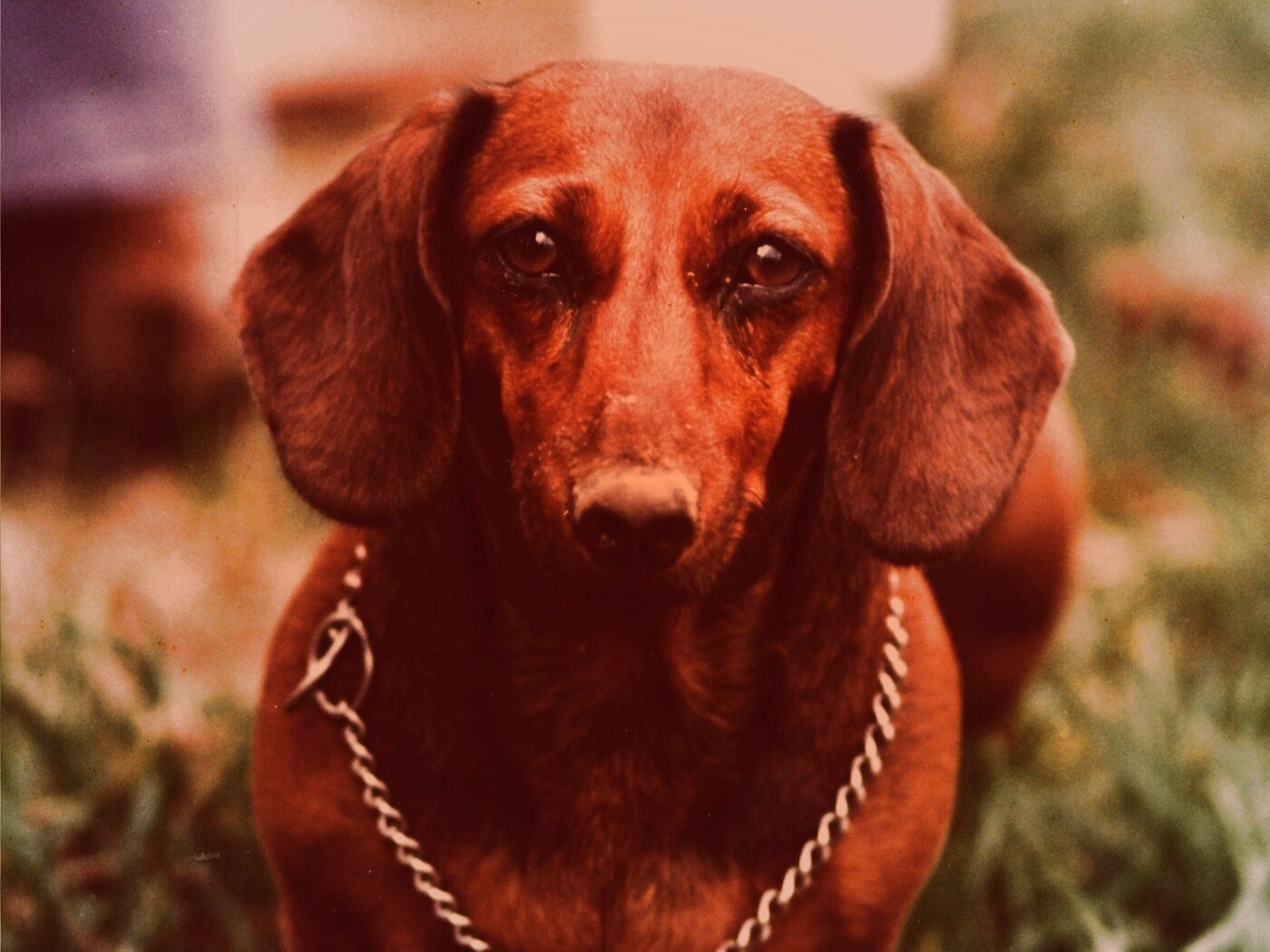 Рыжая такса обои