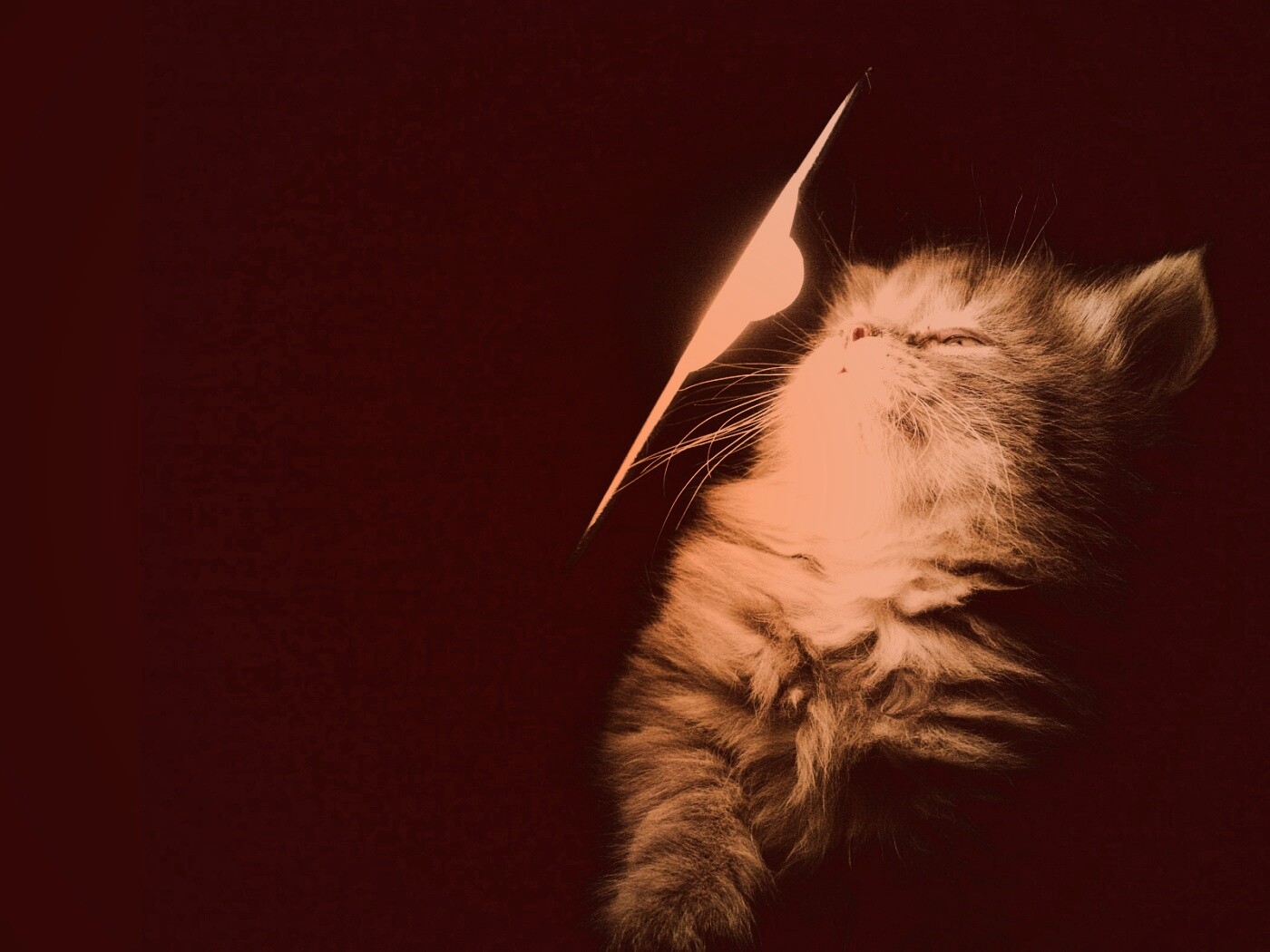 Котя на свету обои