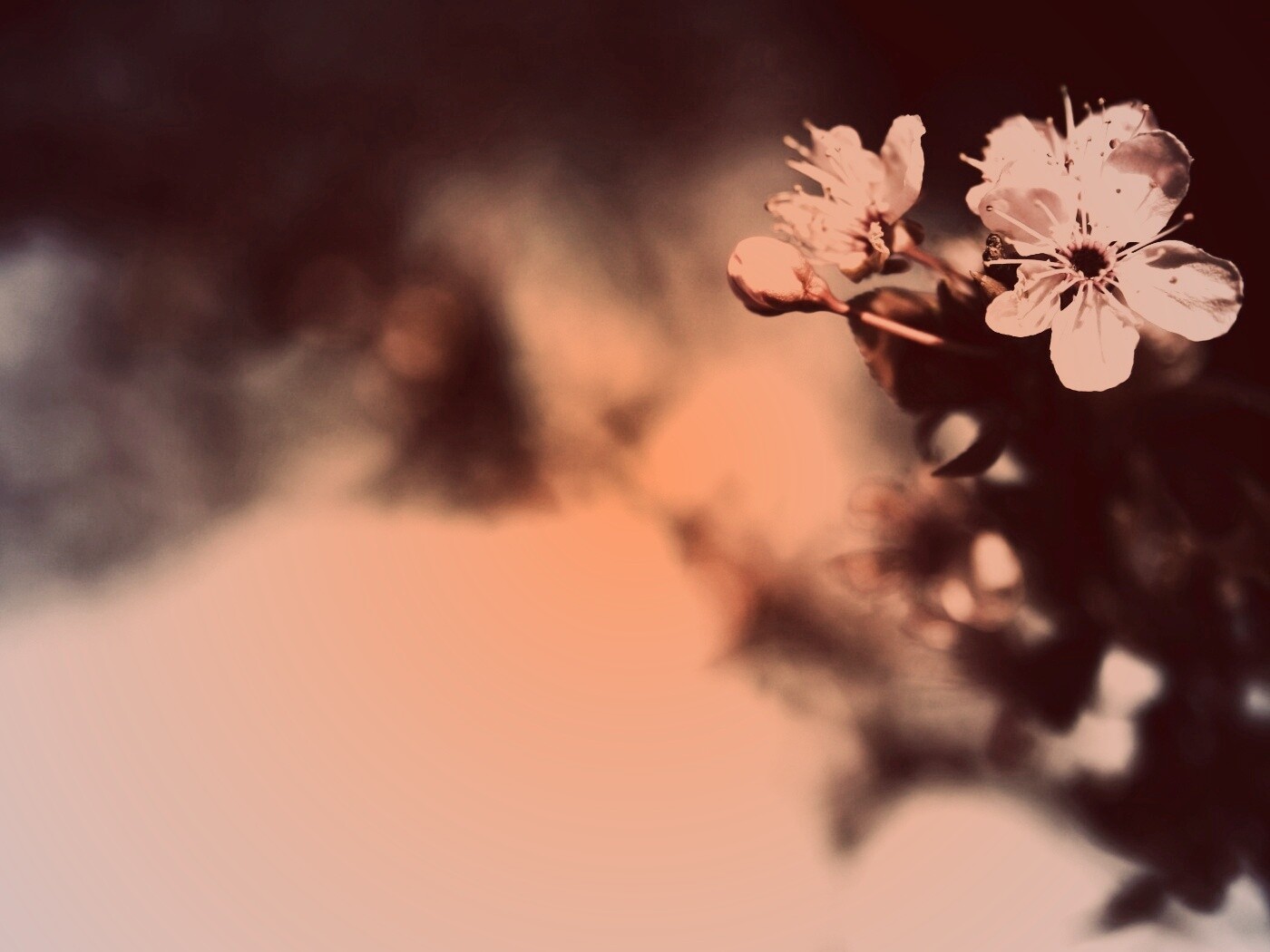 Цветок вишни обои