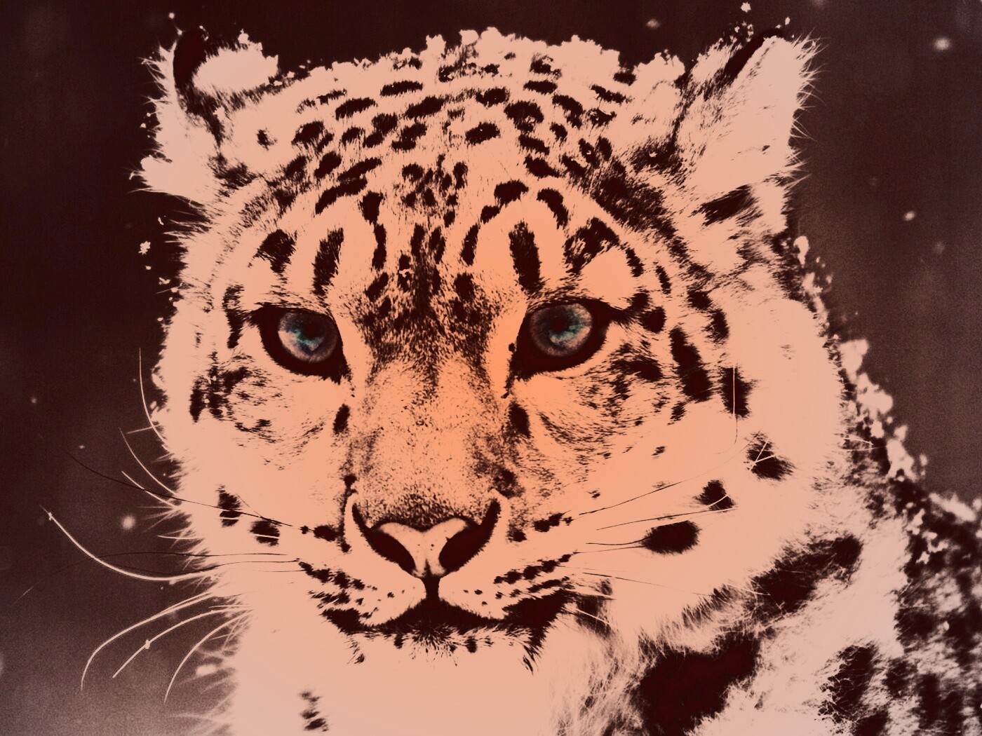 Снежный барс обои