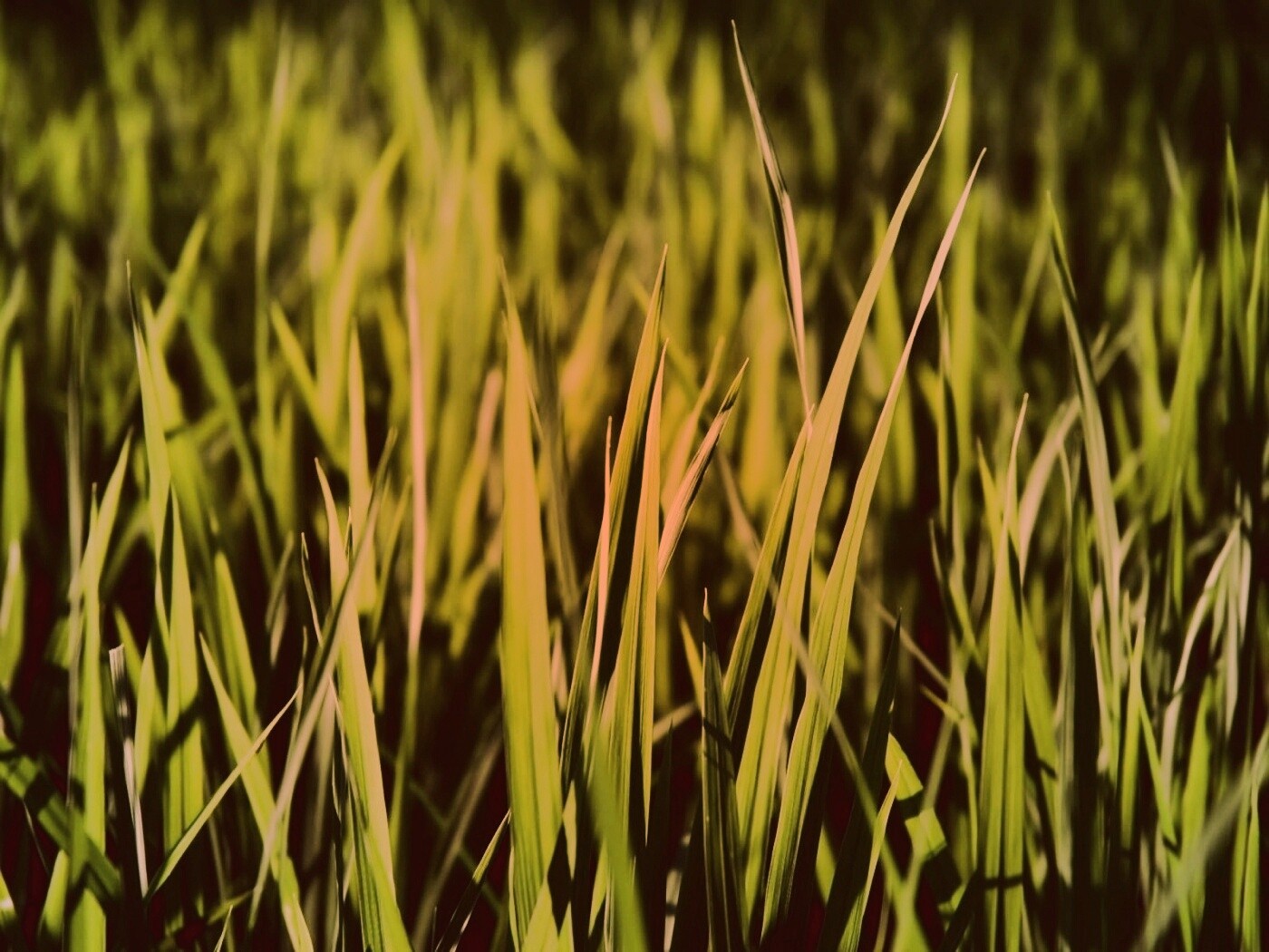 Яркая сочная трава обои