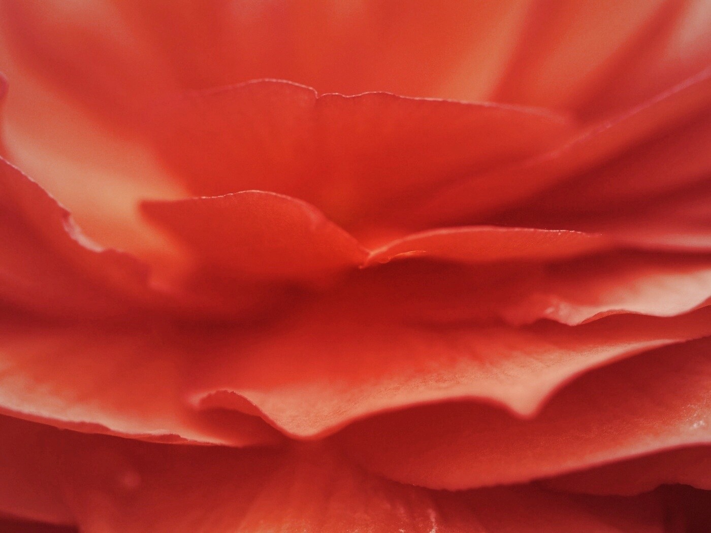 Лепестки красного цветка обои
