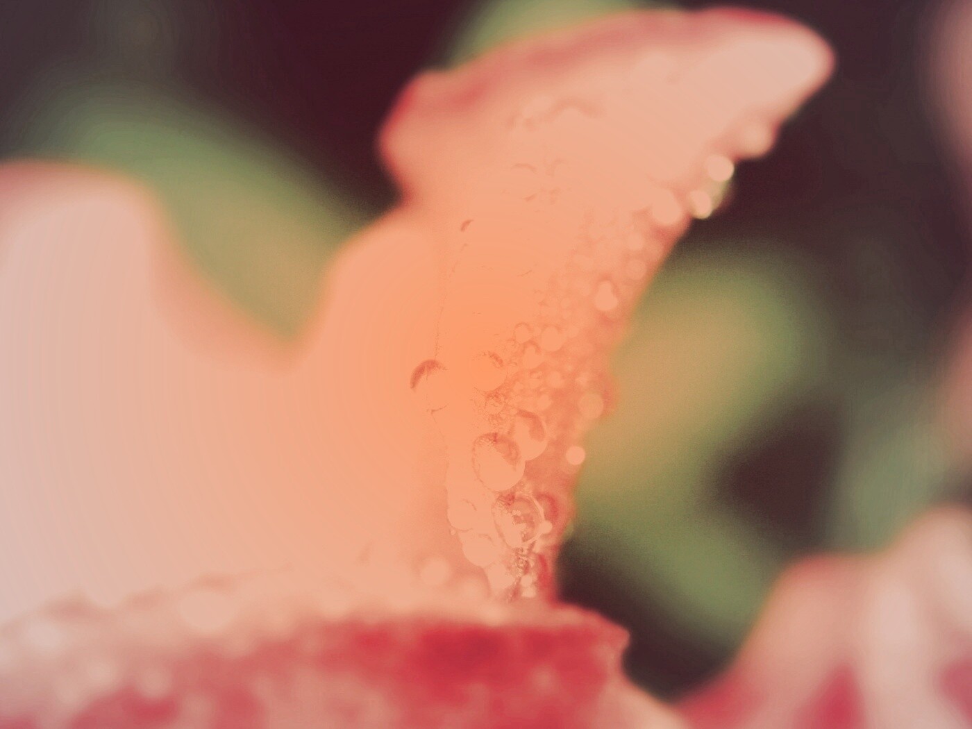 Капли росы на лепестке обои