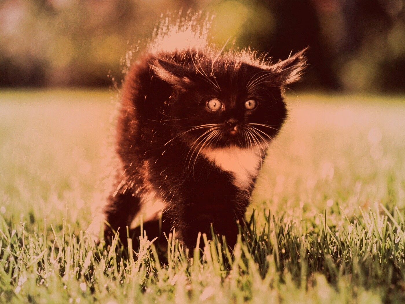 Кот воитель обои