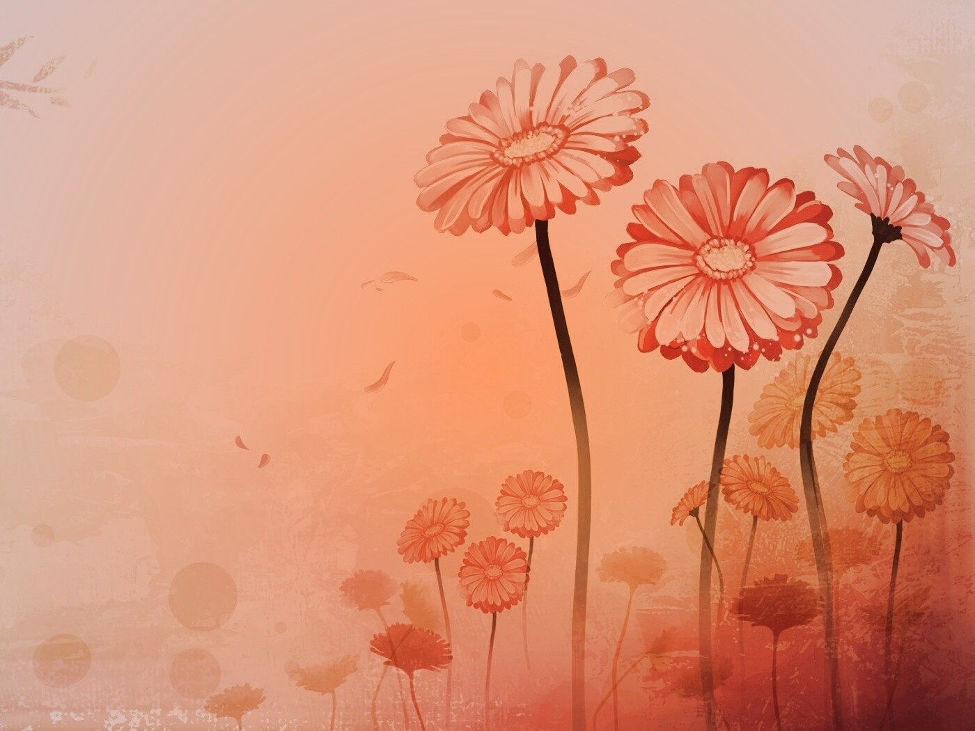 Векторные ромашки обои