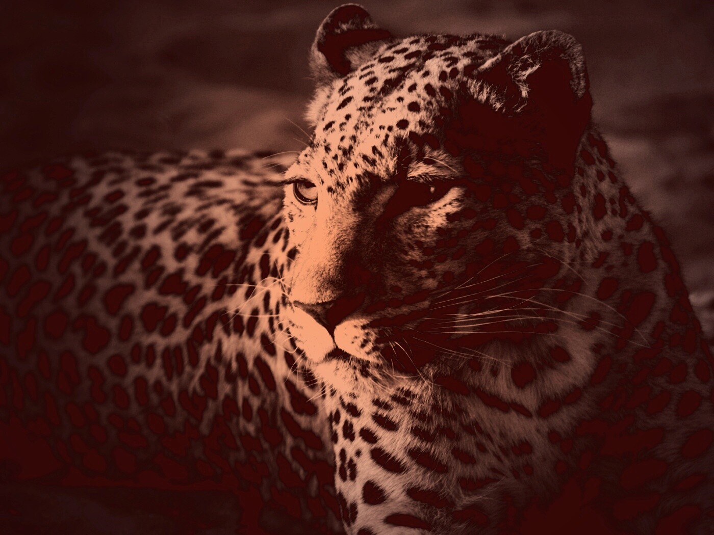 Леопард обои