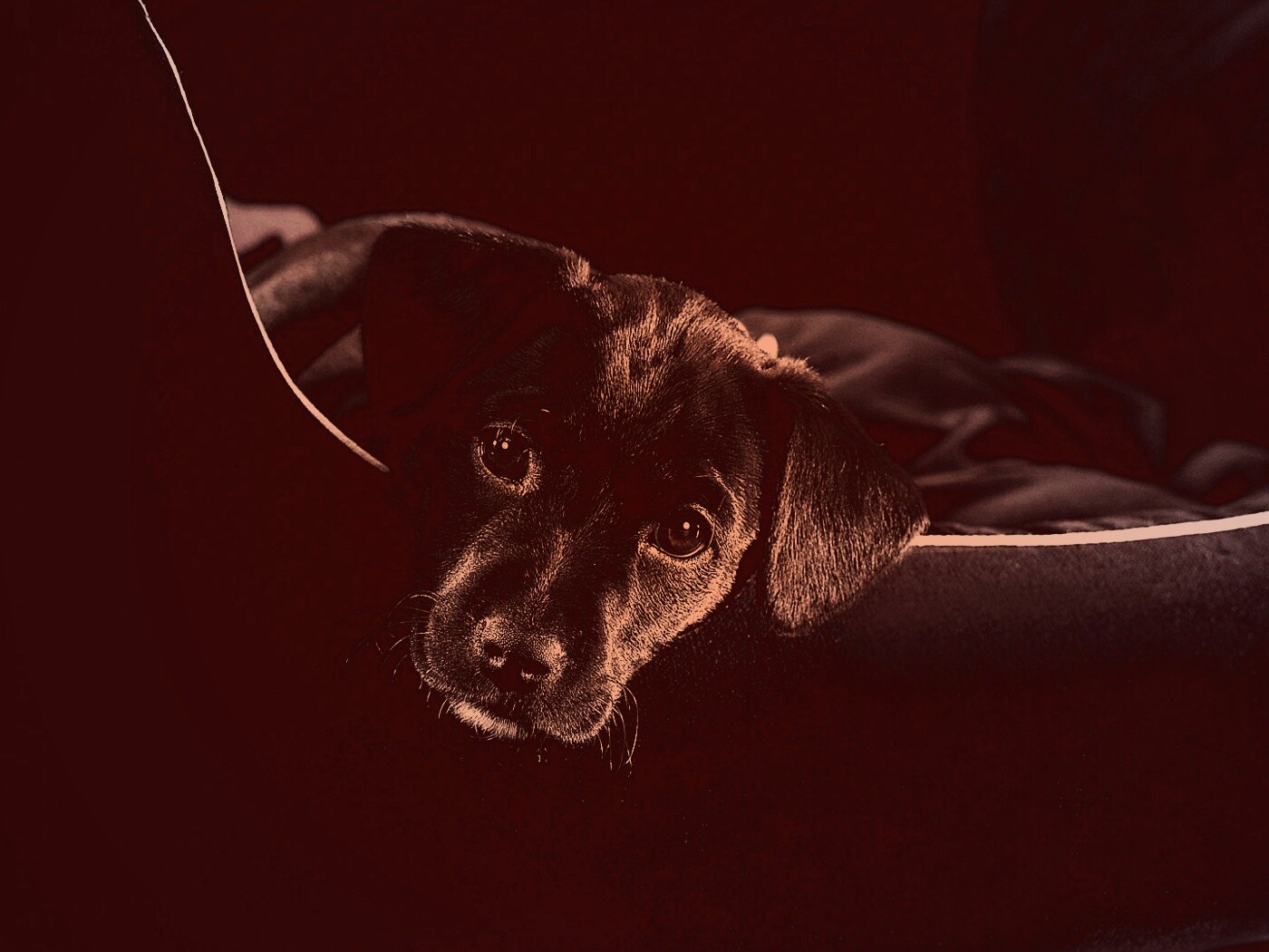 Собачка в сумке обои