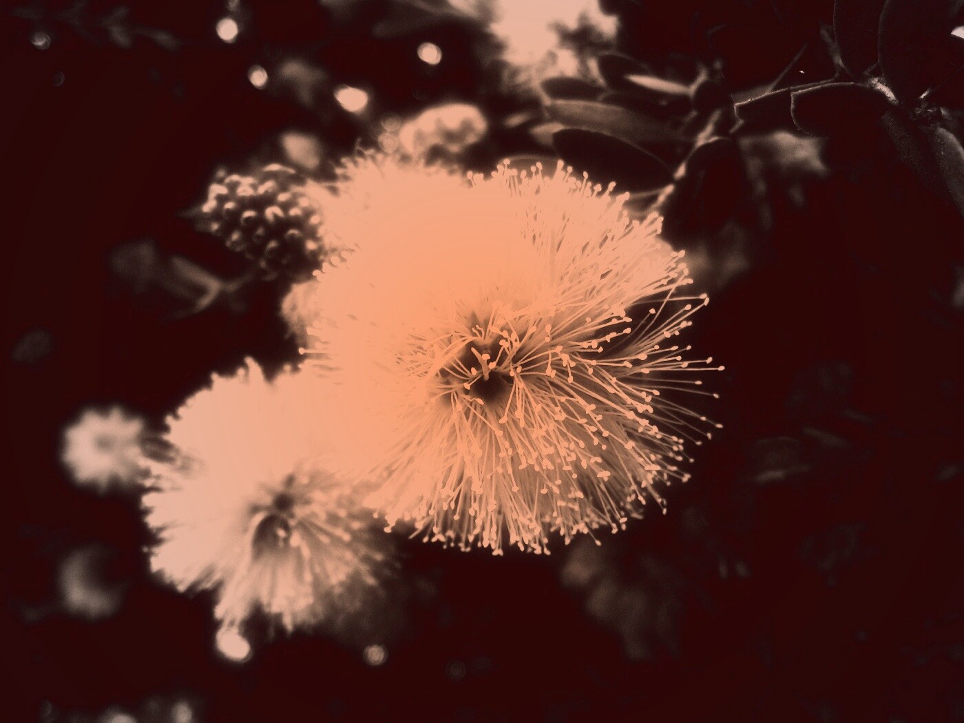 Сказочный цветок обои