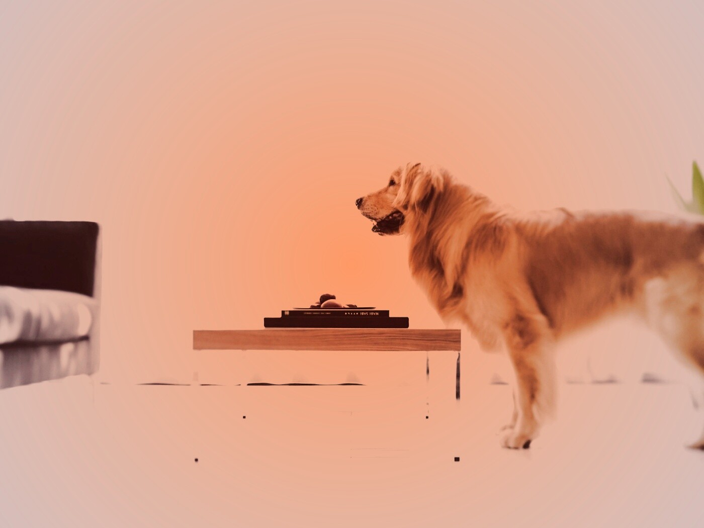 Лабрадор Ретривер обои