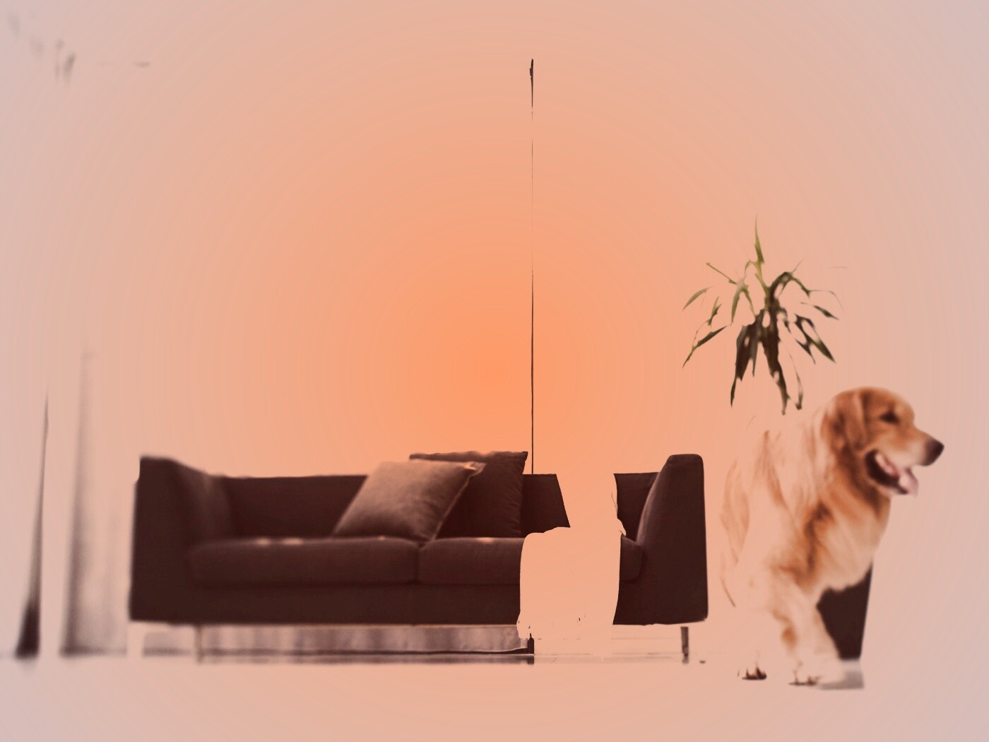 Собака в быту обои