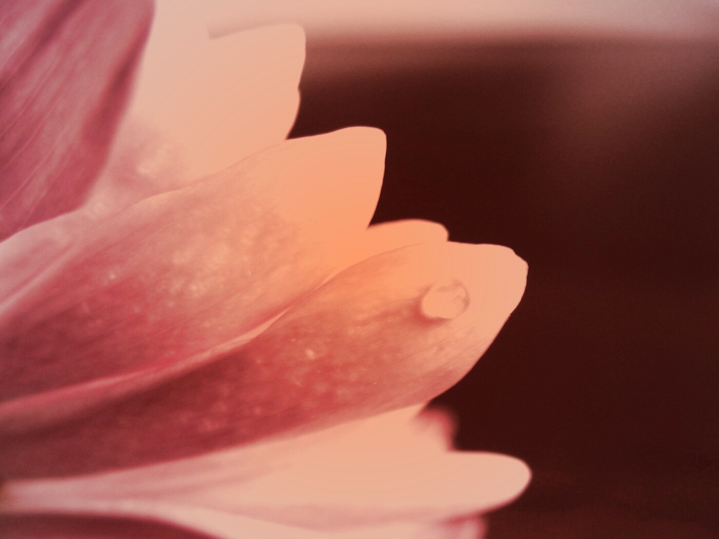 Капля на лепестке обои