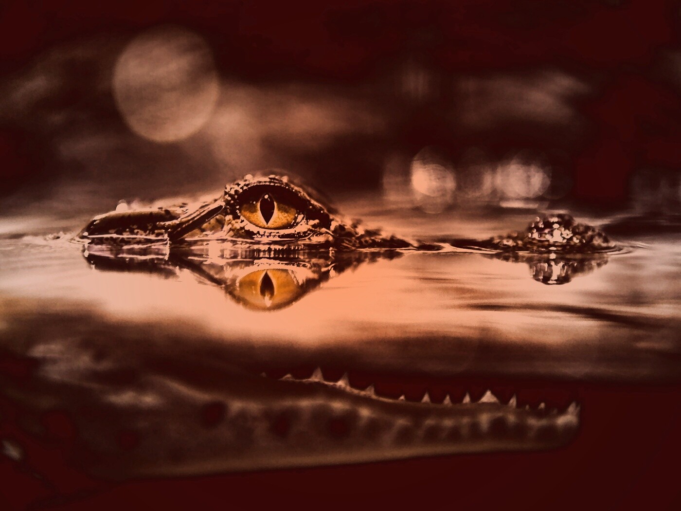 Глаз крокодила обои