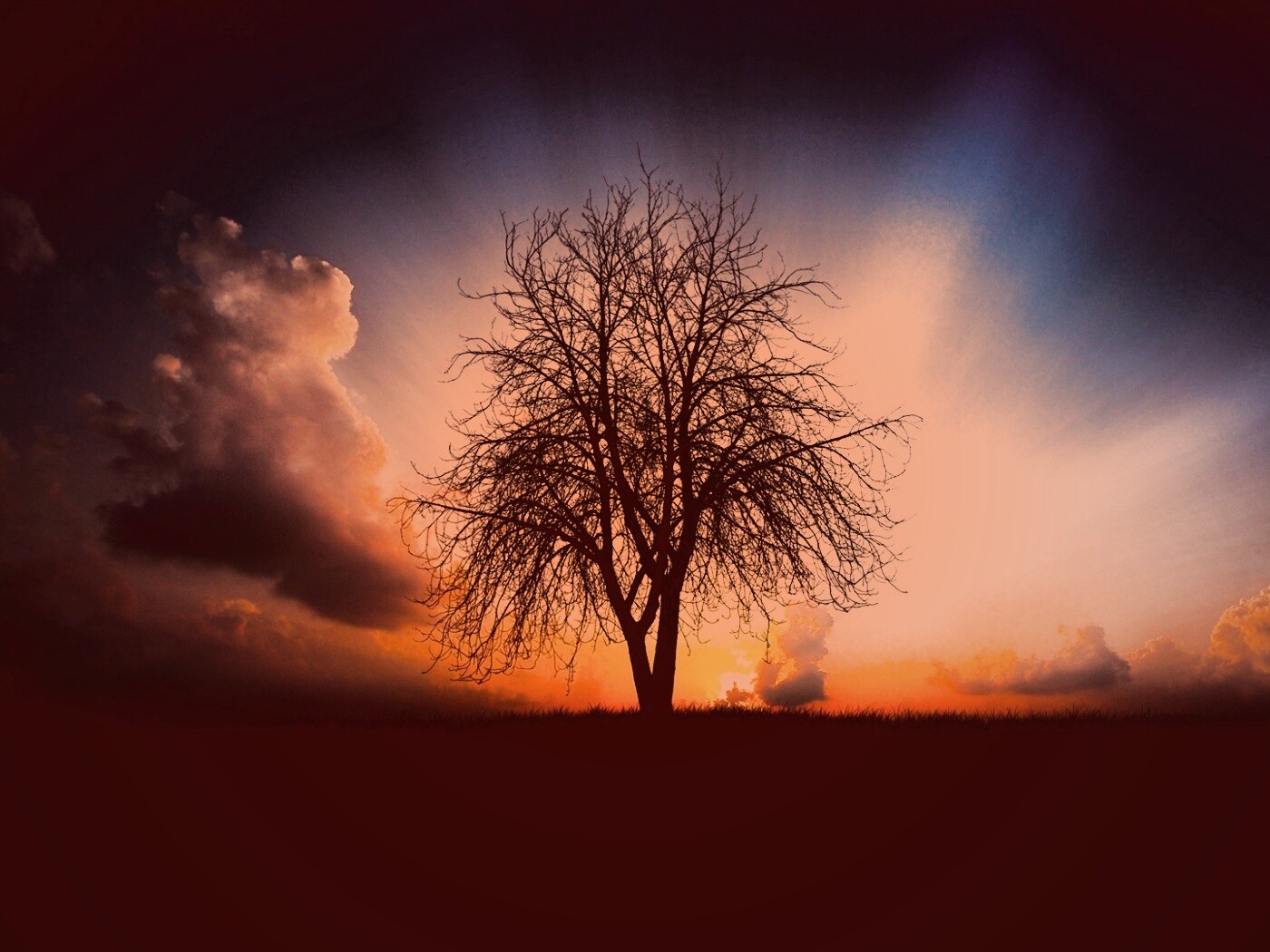 Дерево на закате обои