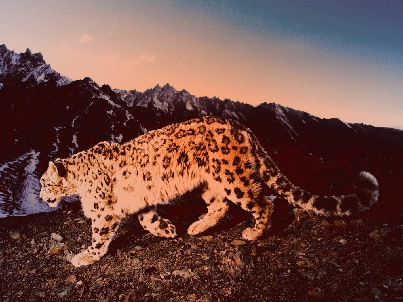 Леопард обои