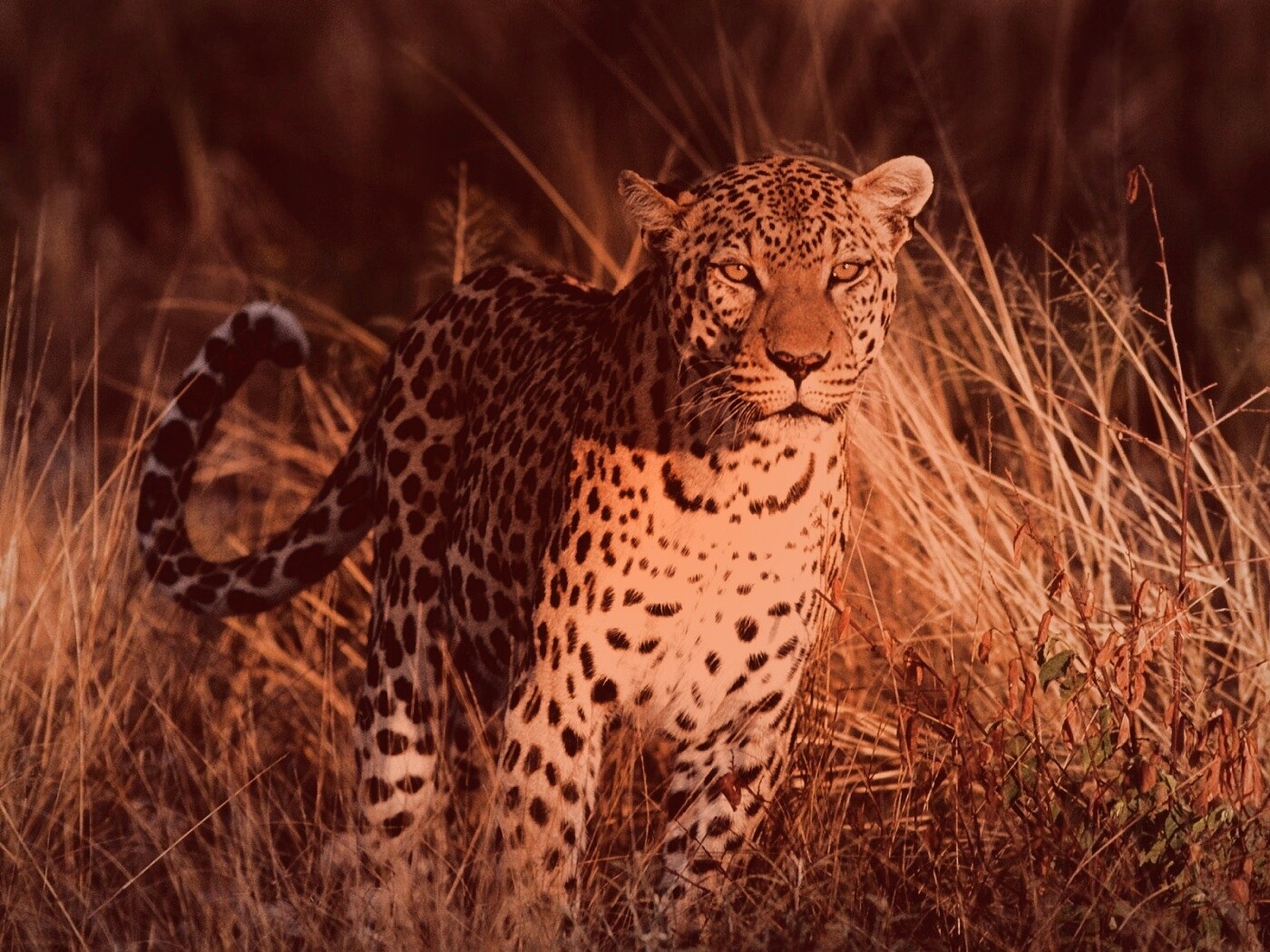 Леопард на охоте обои