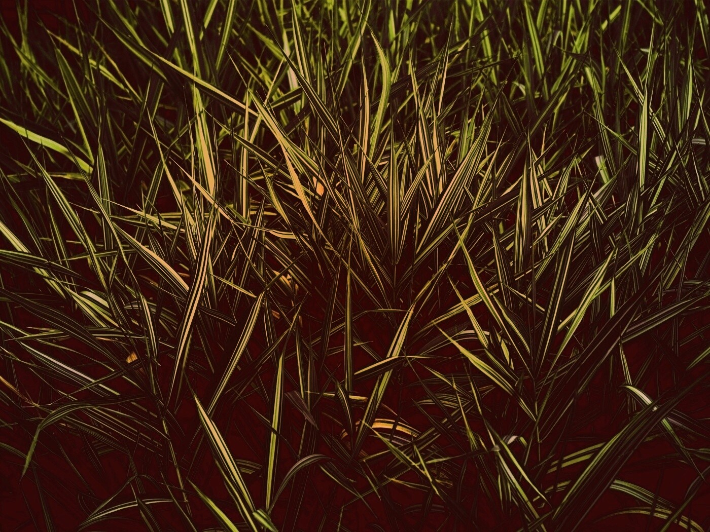 Дикая трава обои