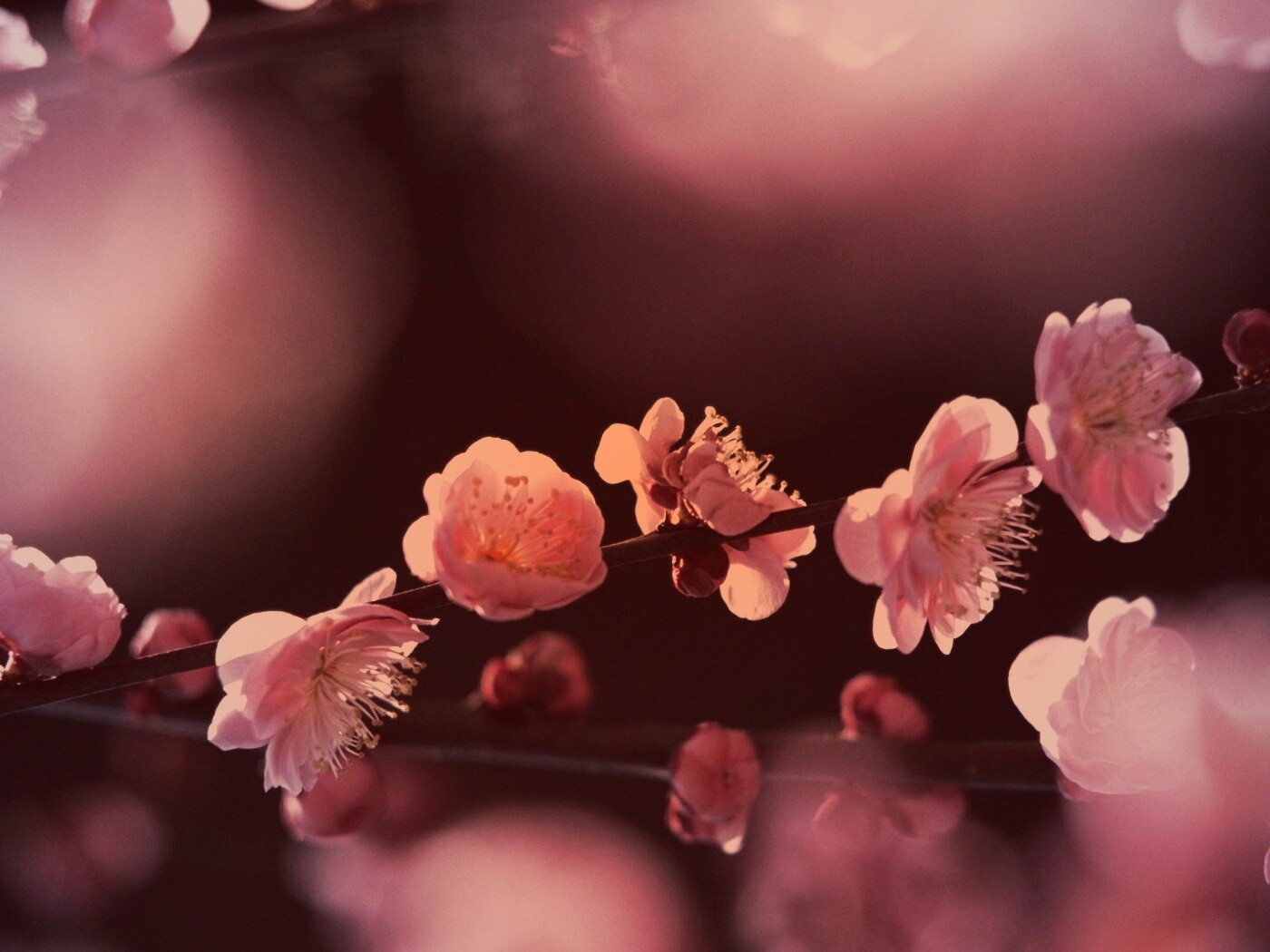 Цветущая вишня обои