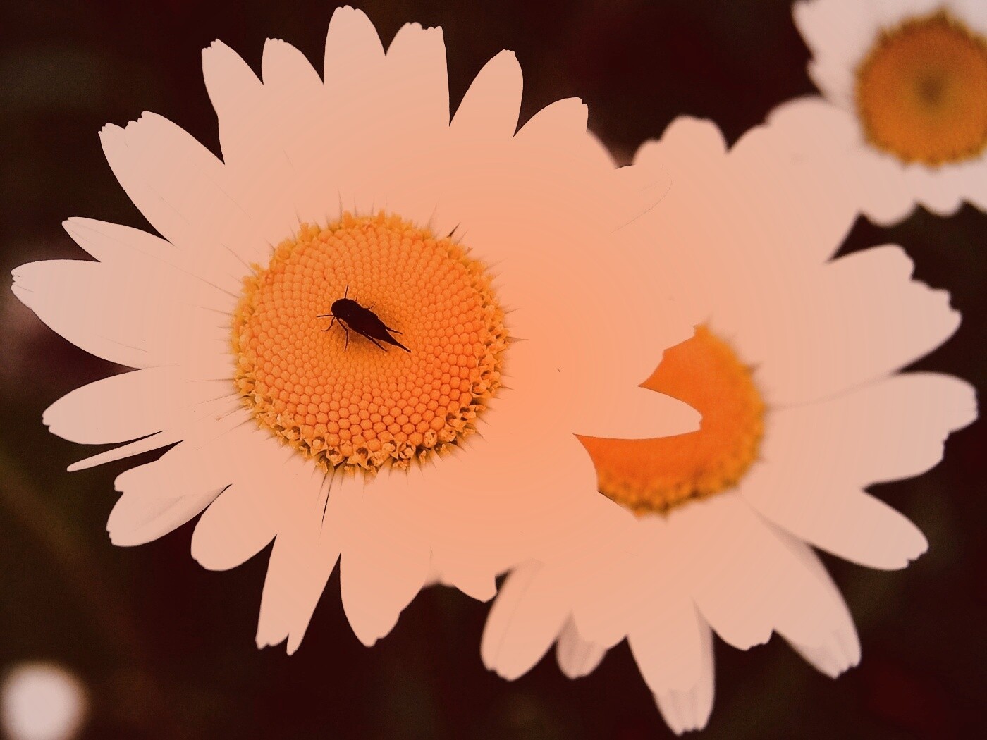 Ромашки обои