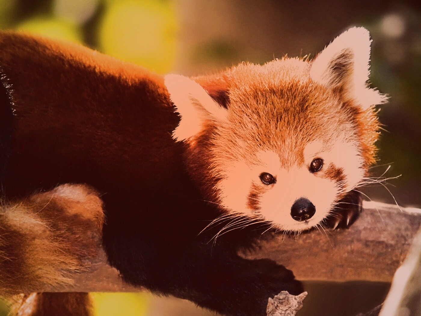 Красная панда обои