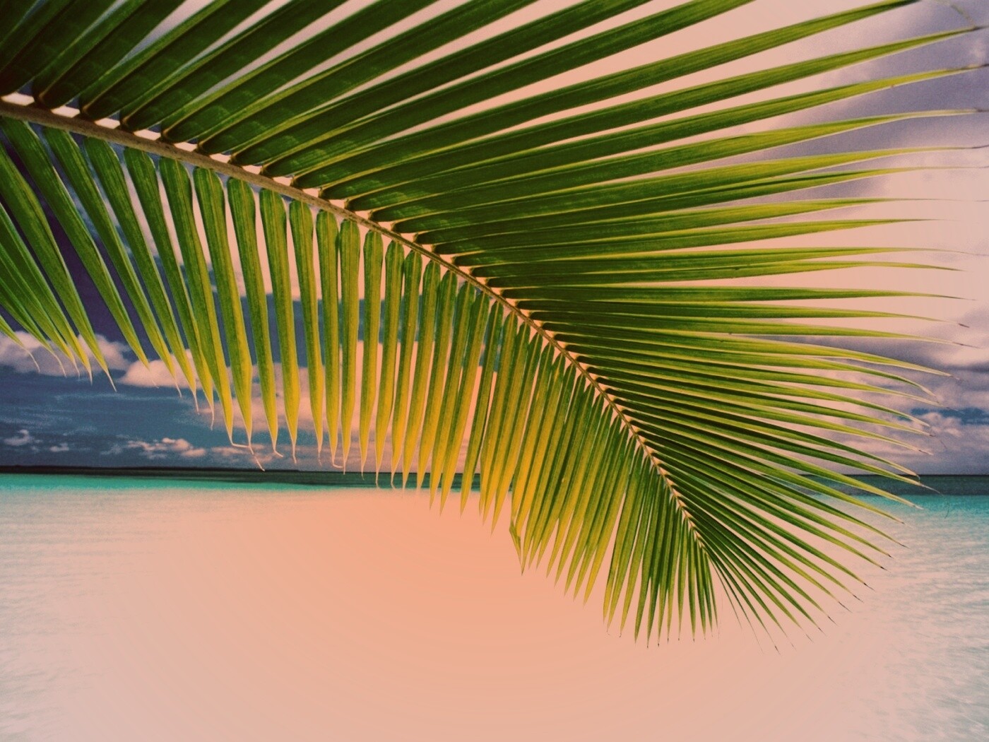 Пальмовый лист обои