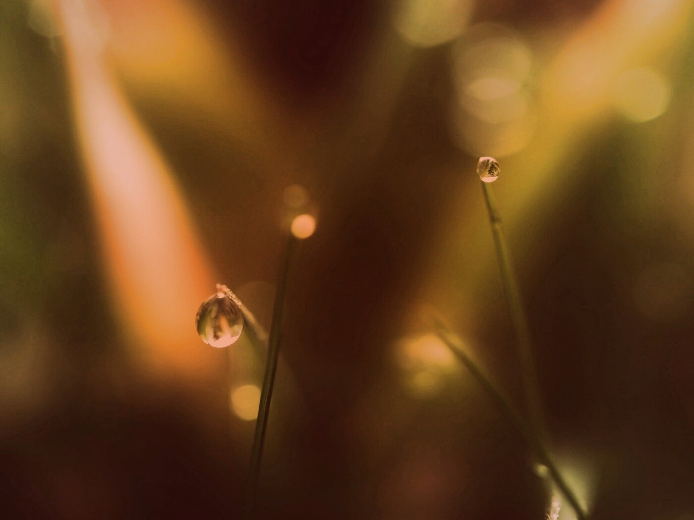 Роса на травинке обои