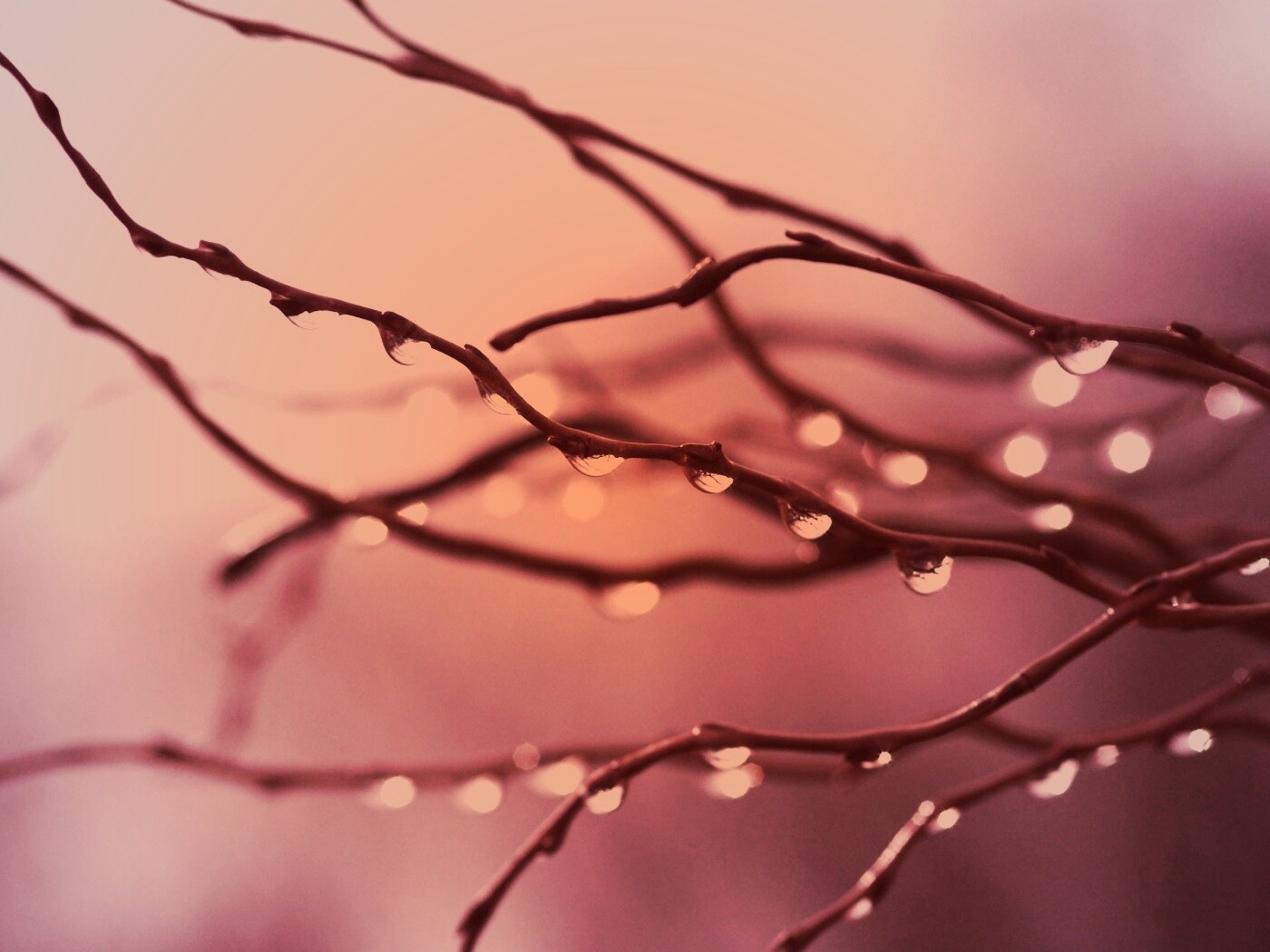 Капли на ветке обои