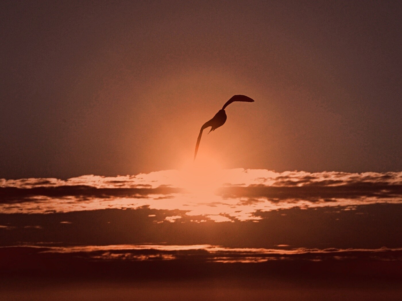 Морская чайка обои