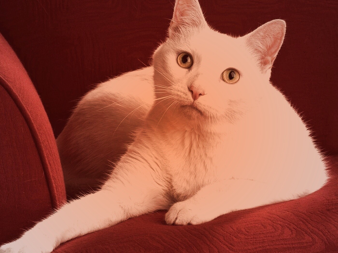 Белой кот на красном диване обои