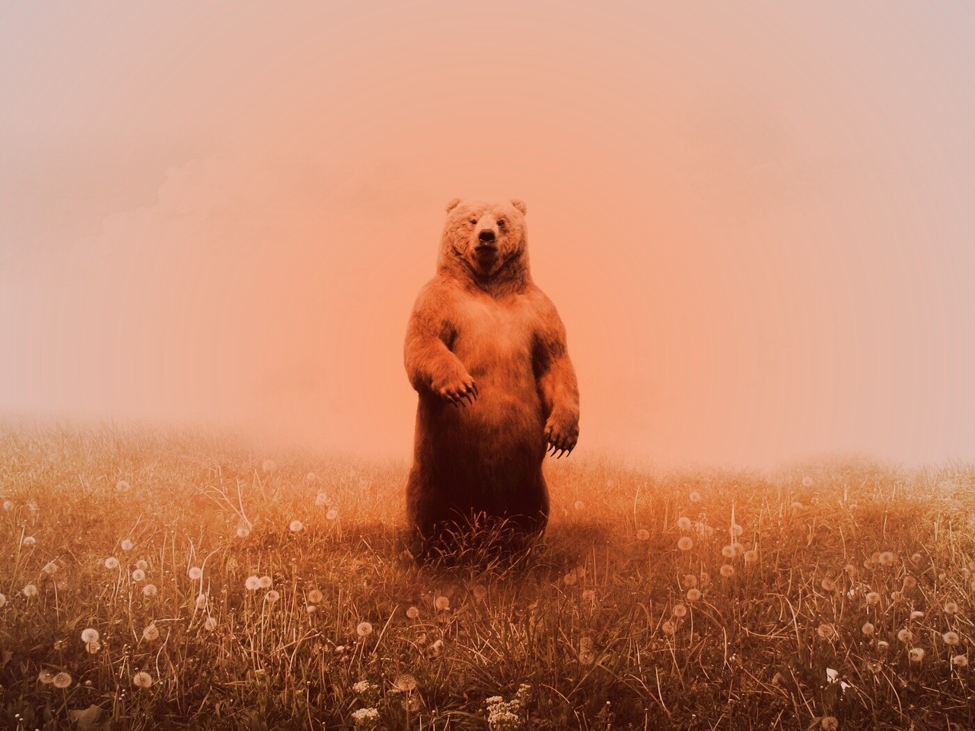 Медведь в одуванчиковом поле обои