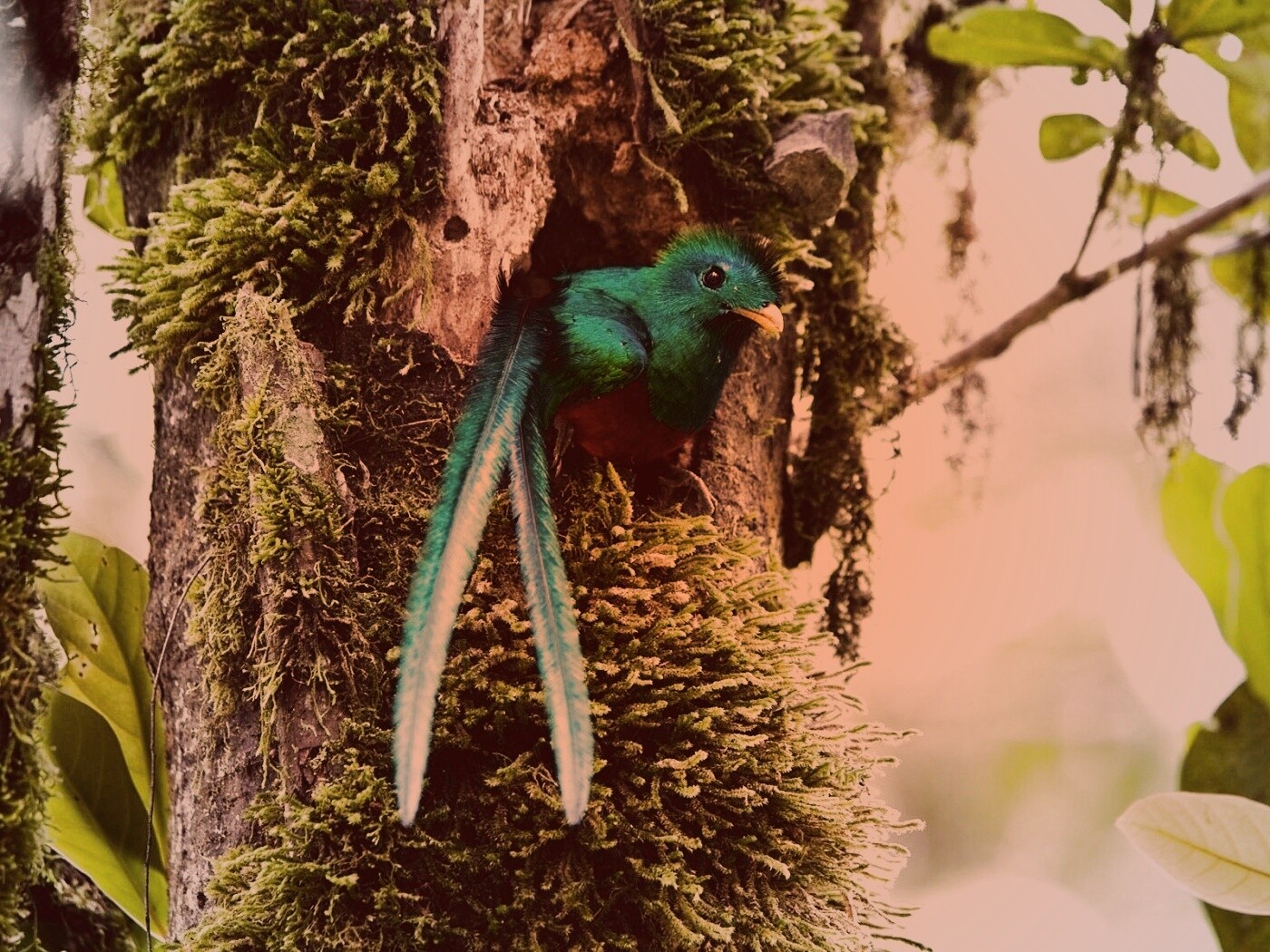 Райская птица в дупле обои