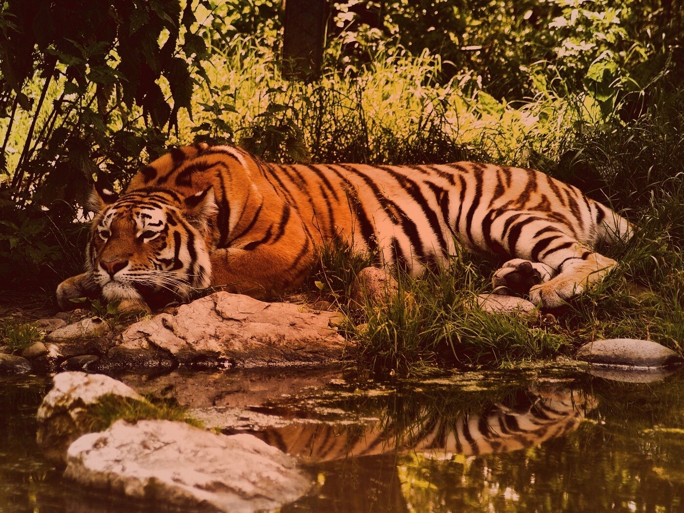 Тигр отдыхает обои