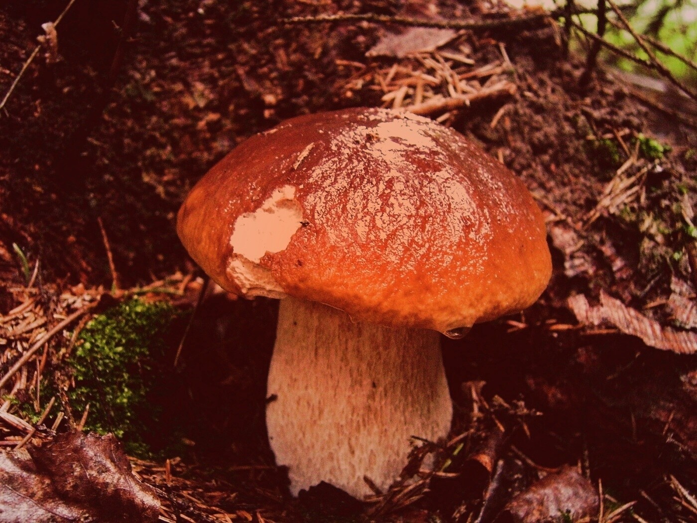 Белый гриб обои