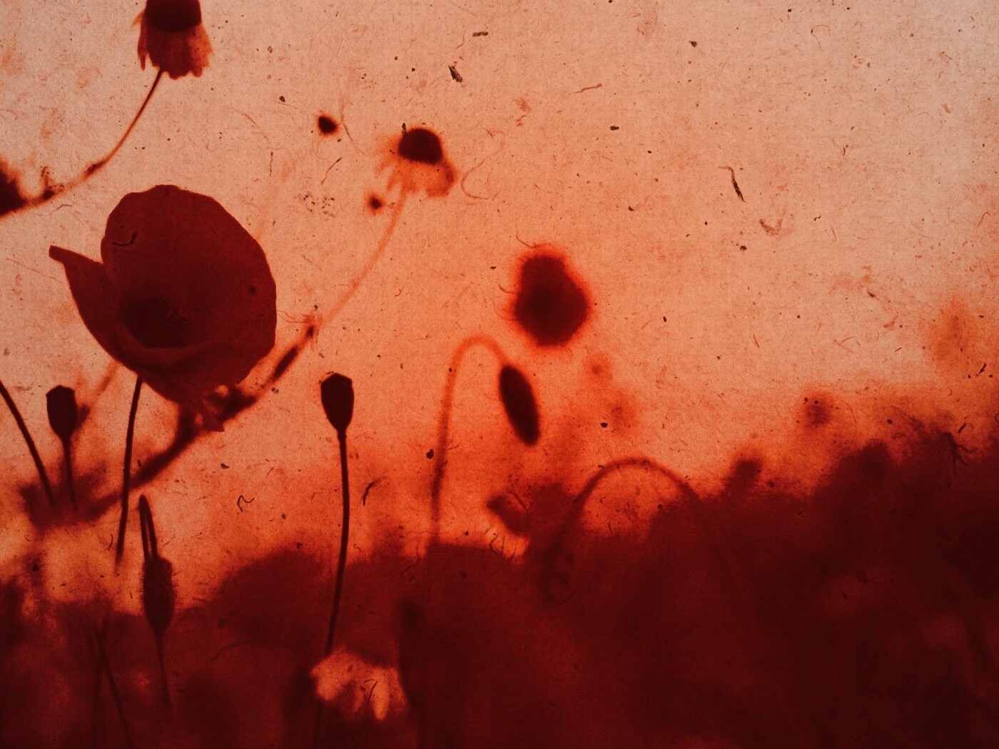 Кровавые цветы в стиле ретро обои