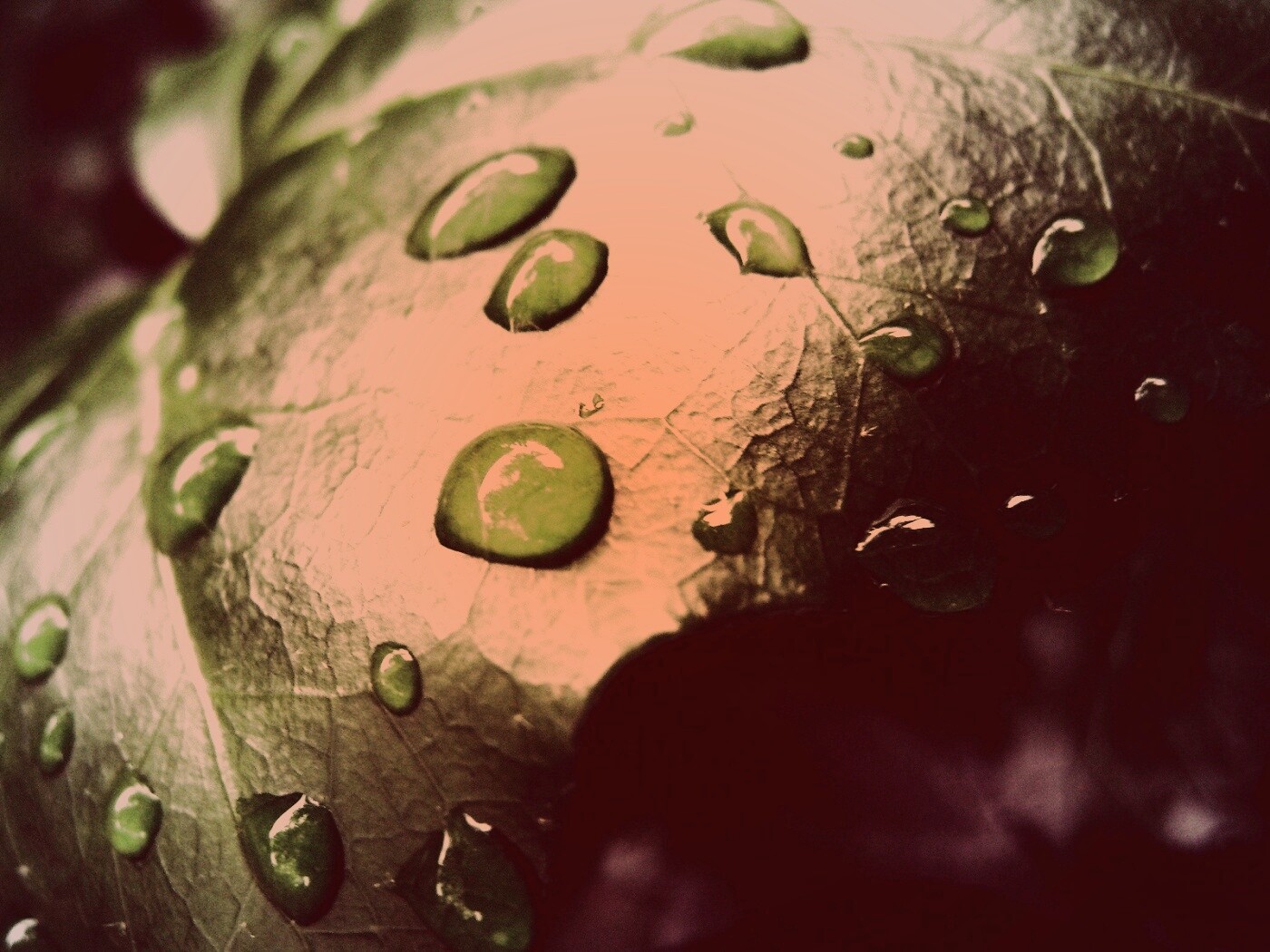 Капли росы на листе обои